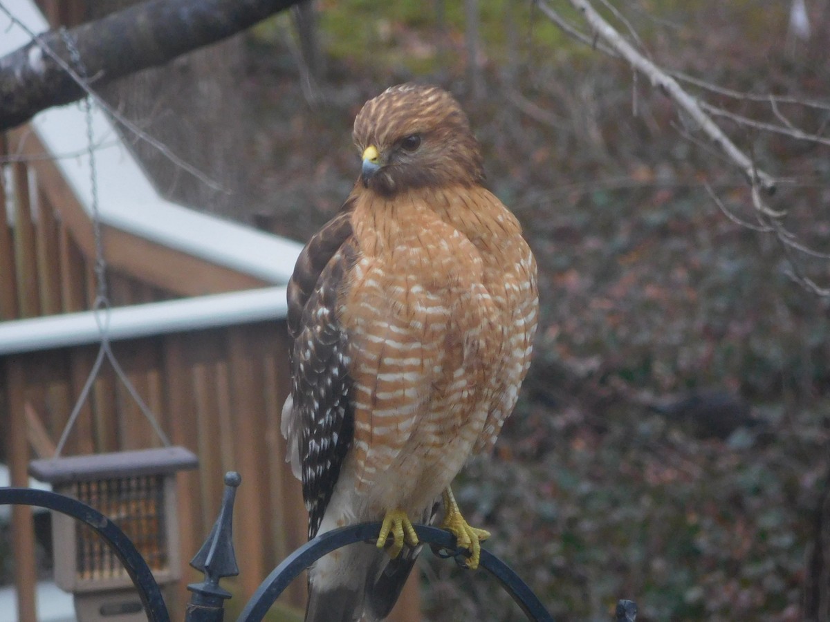 Red-shouldered Hawk - ML630806803