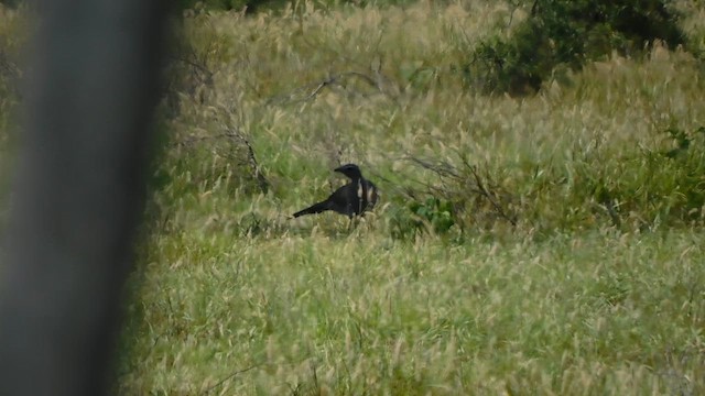 Black-legged Seriema - ML630806804