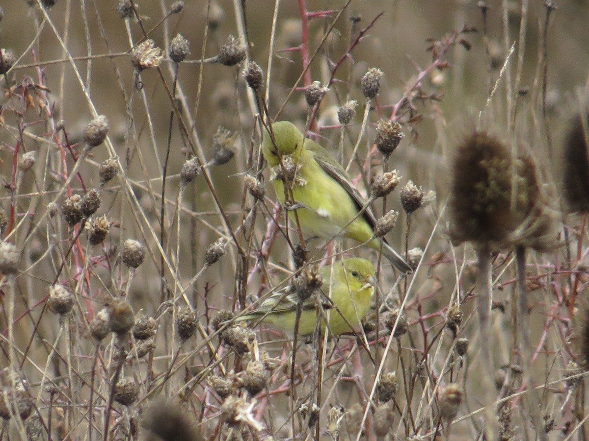 Lesser Goldfinch - ML630807007