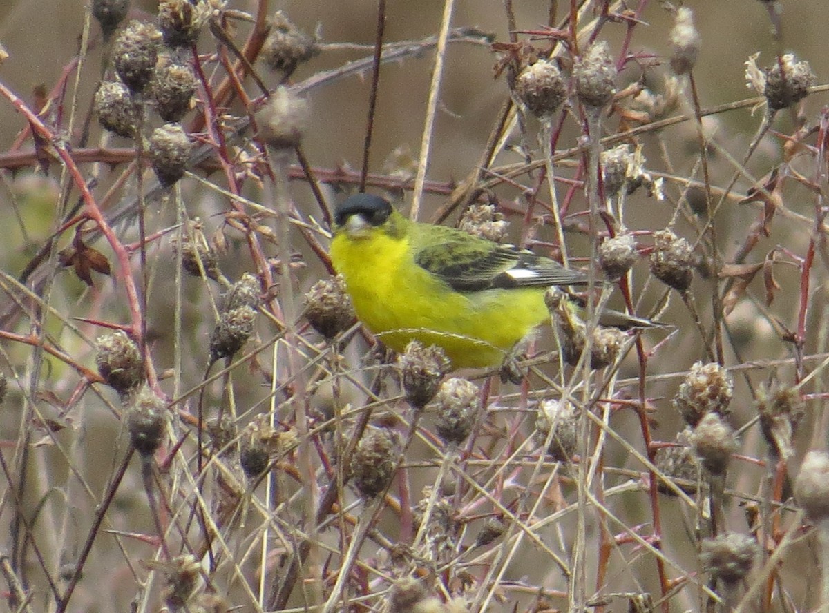 Lesser Goldfinch - ML630807008