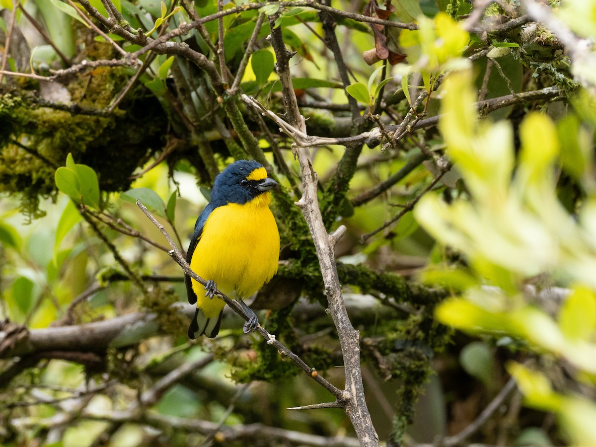 Yellow-crowned Euphonia - ML630807355