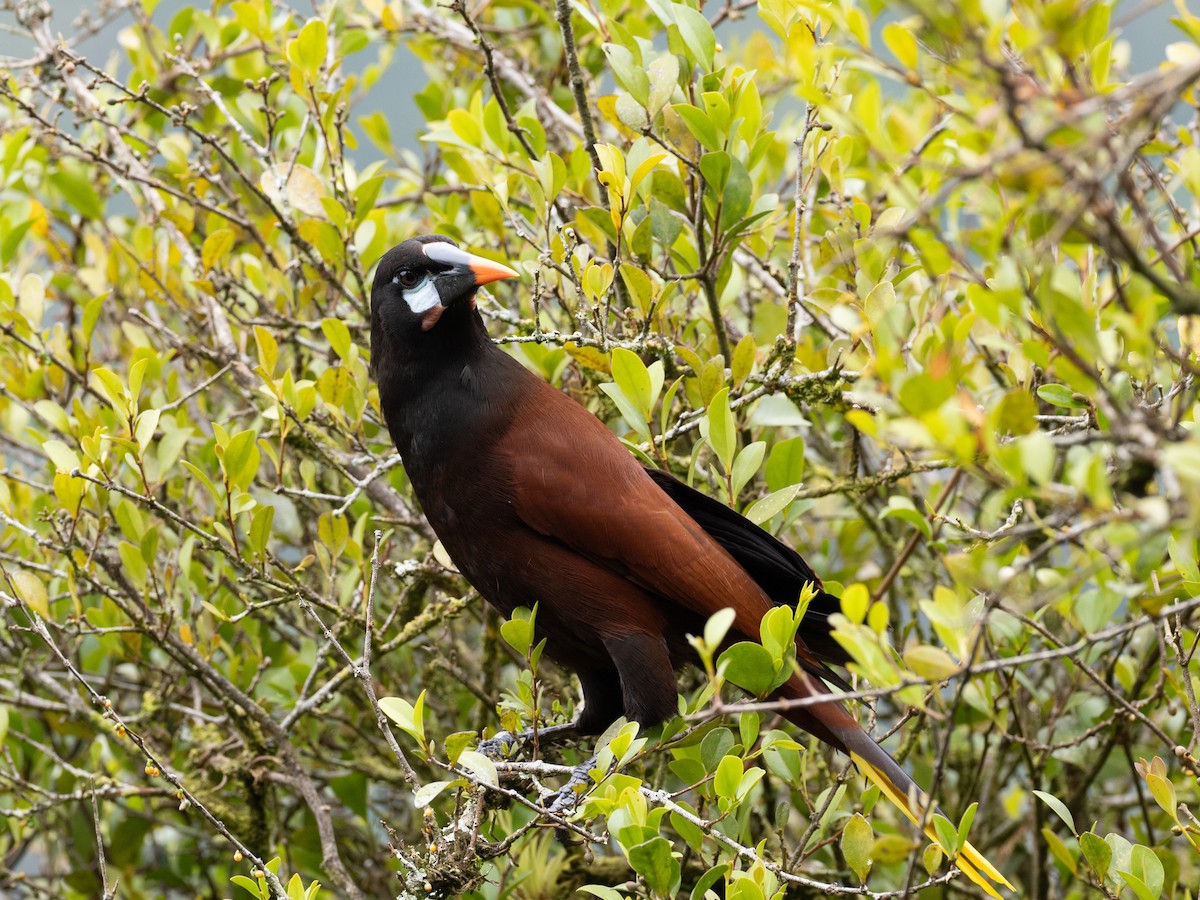 Montezuma Oropendola - ML630807392