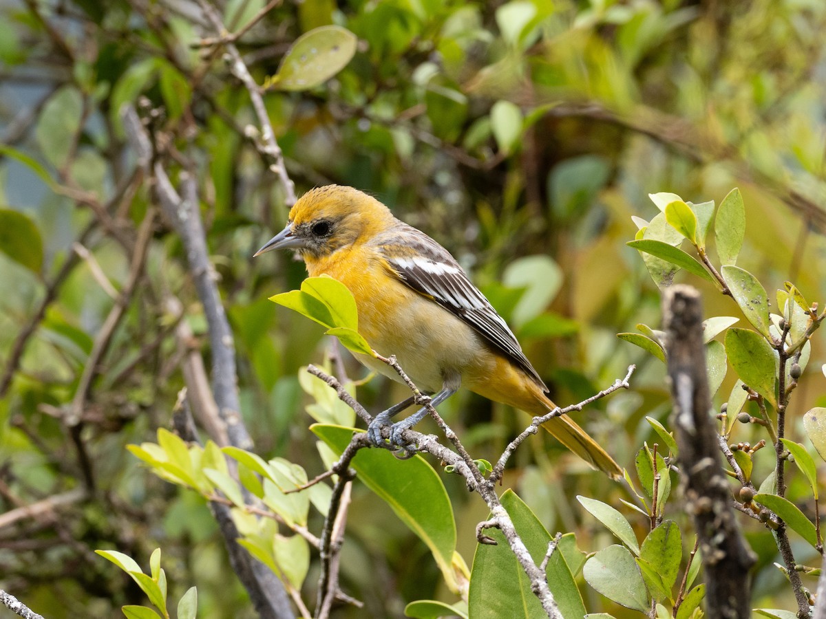 Baltimore Oriole - ML630807527