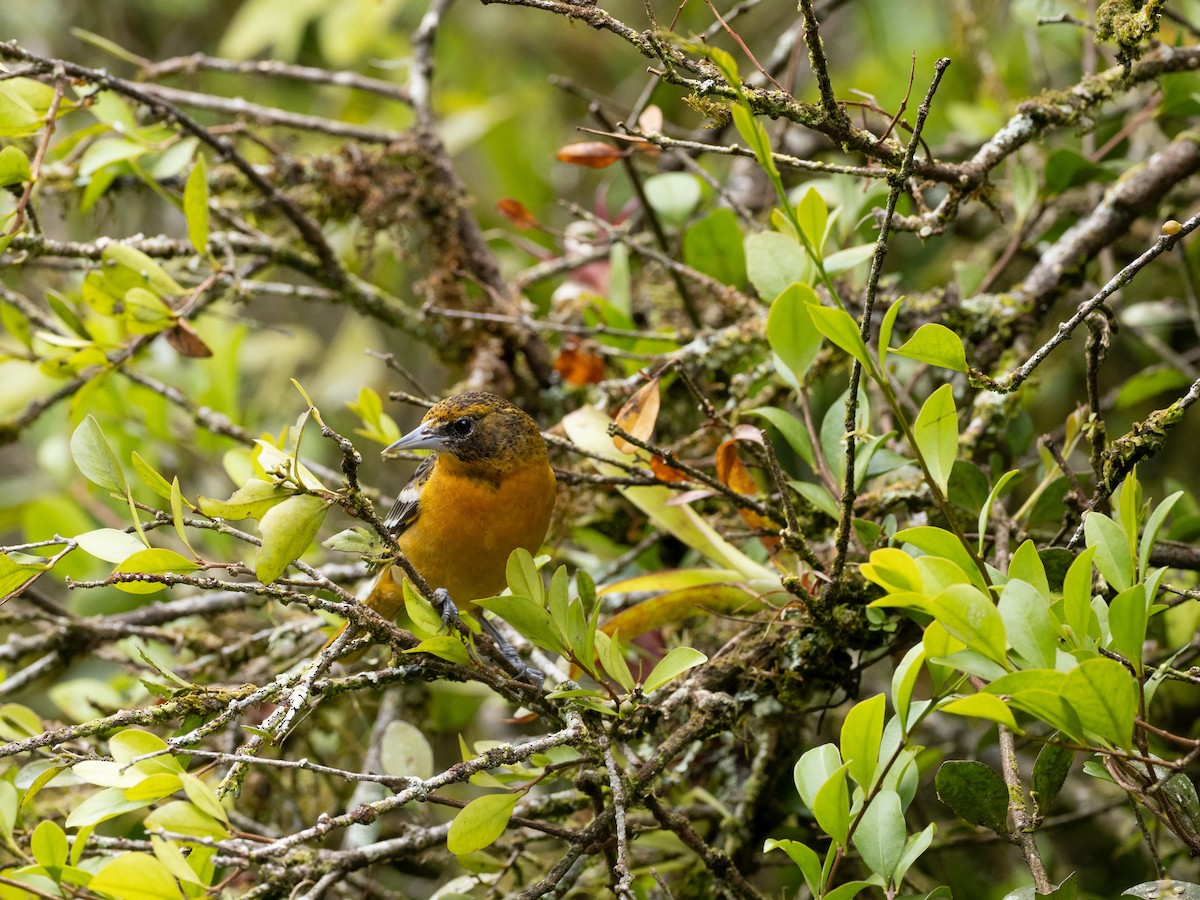 Baltimore Oriole - ML630807533