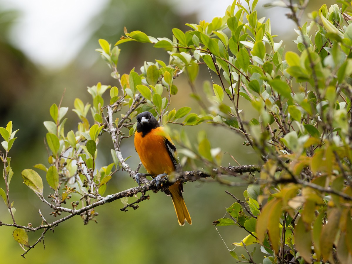 Baltimore Oriole - ML630807541