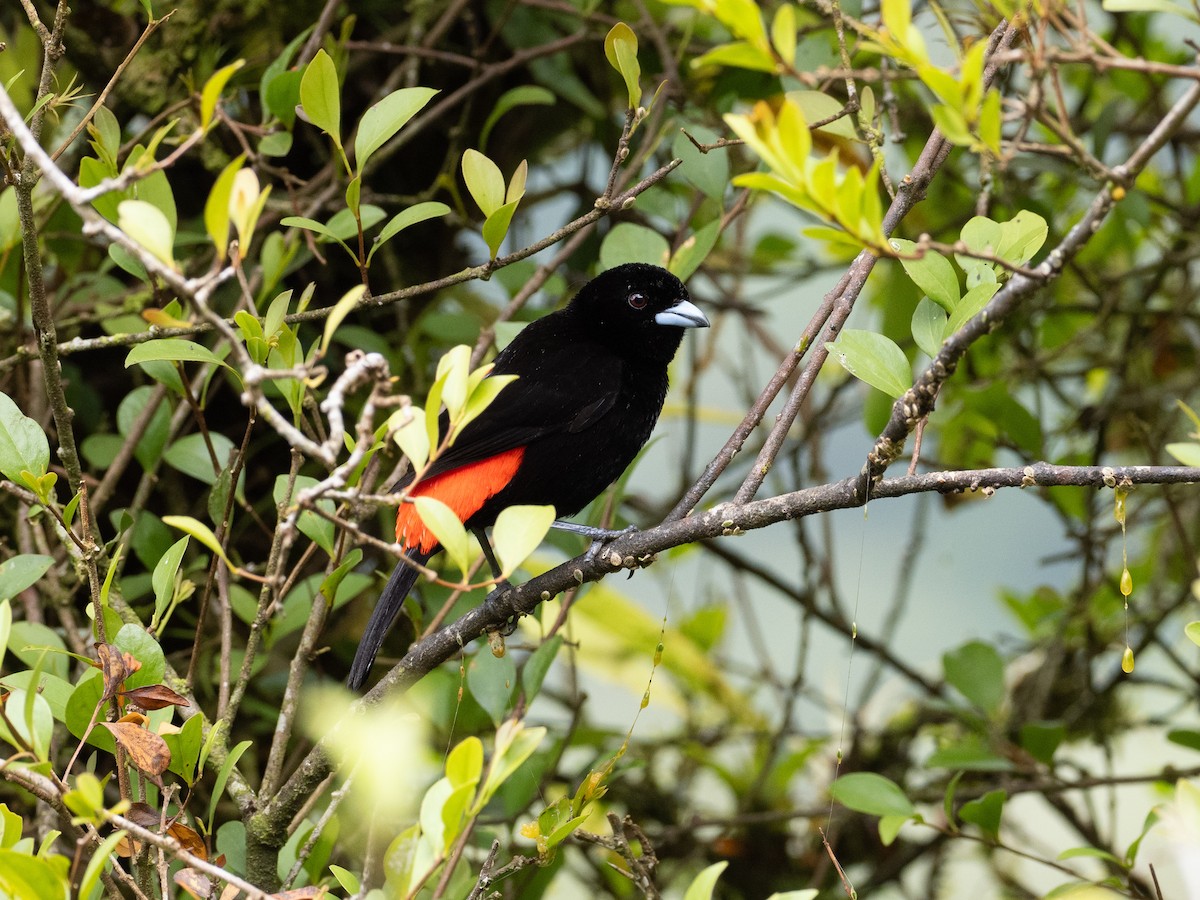 Scarlet-rumped Tanager - ML630807658