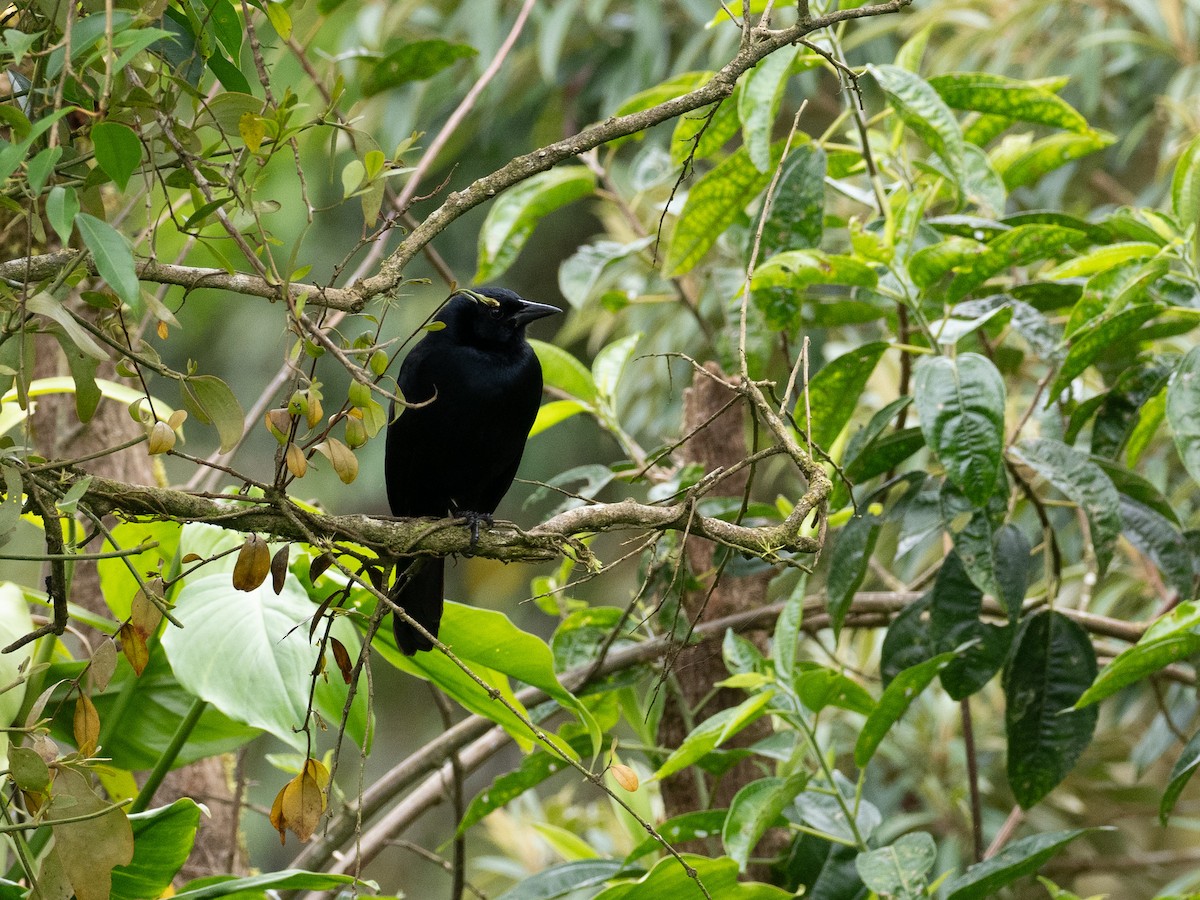 Melodious Blackbird - ML630807677