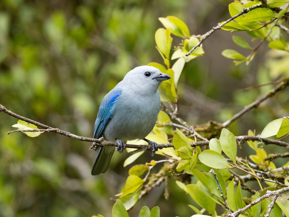 Blue-gray Tanager - ML630807725