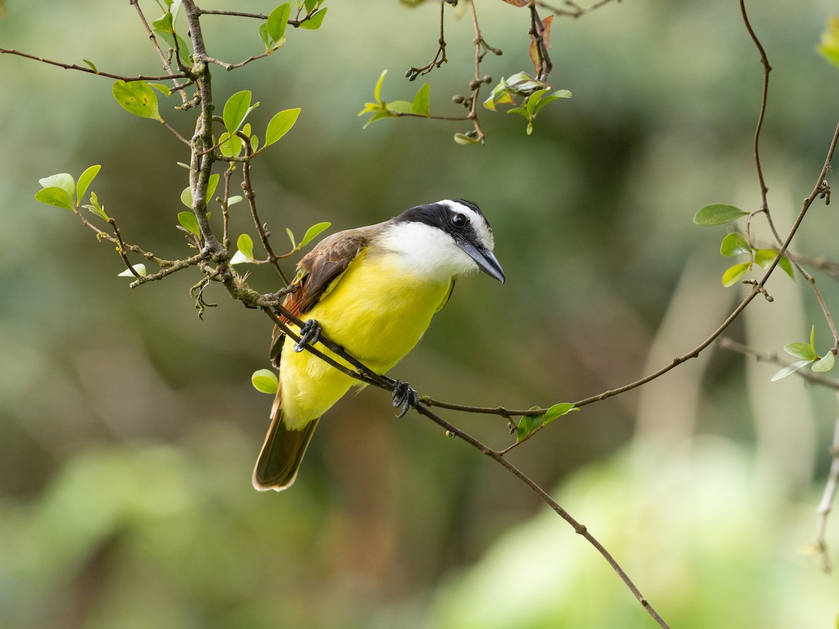 Great Kiskadee - ML630807836
