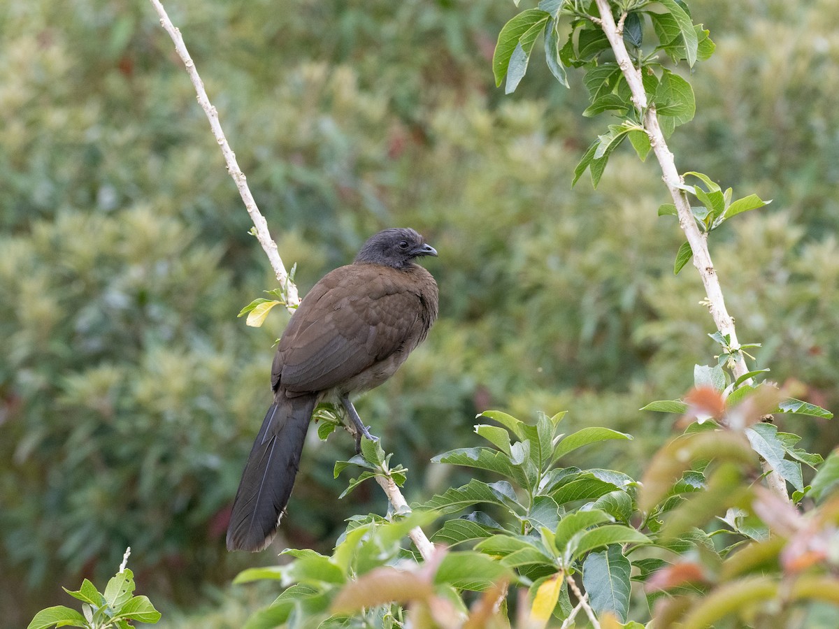 Gray-headed Chachalaca - ML630807902