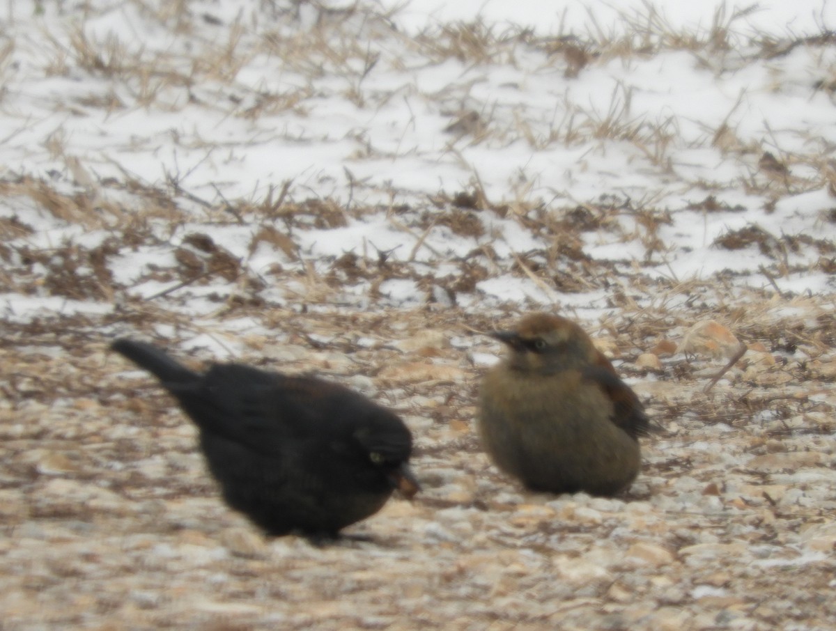 Rusty Blackbird - ML630807992