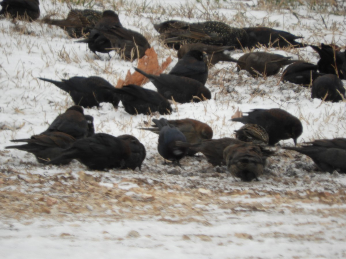 Rusty Blackbird - ML630808024