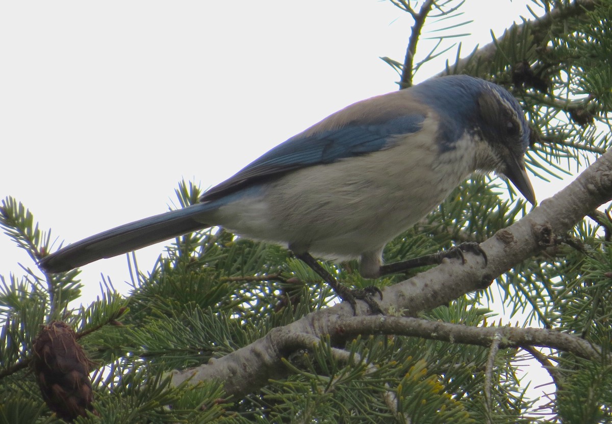 カリフォルニアカケス - ML630808100