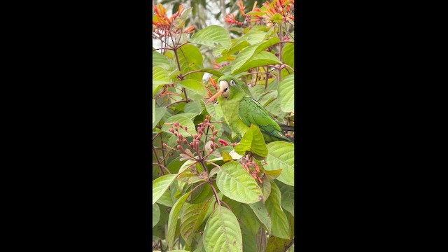 Aratinga Cubana - ML630808226