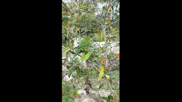 Aratinga Cubana - ML630808227