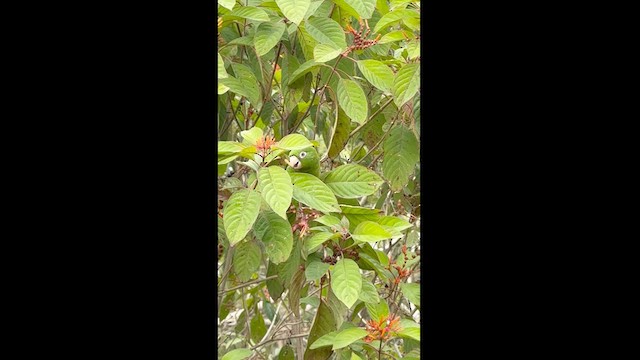 Aratinga Cubana - ML630808229