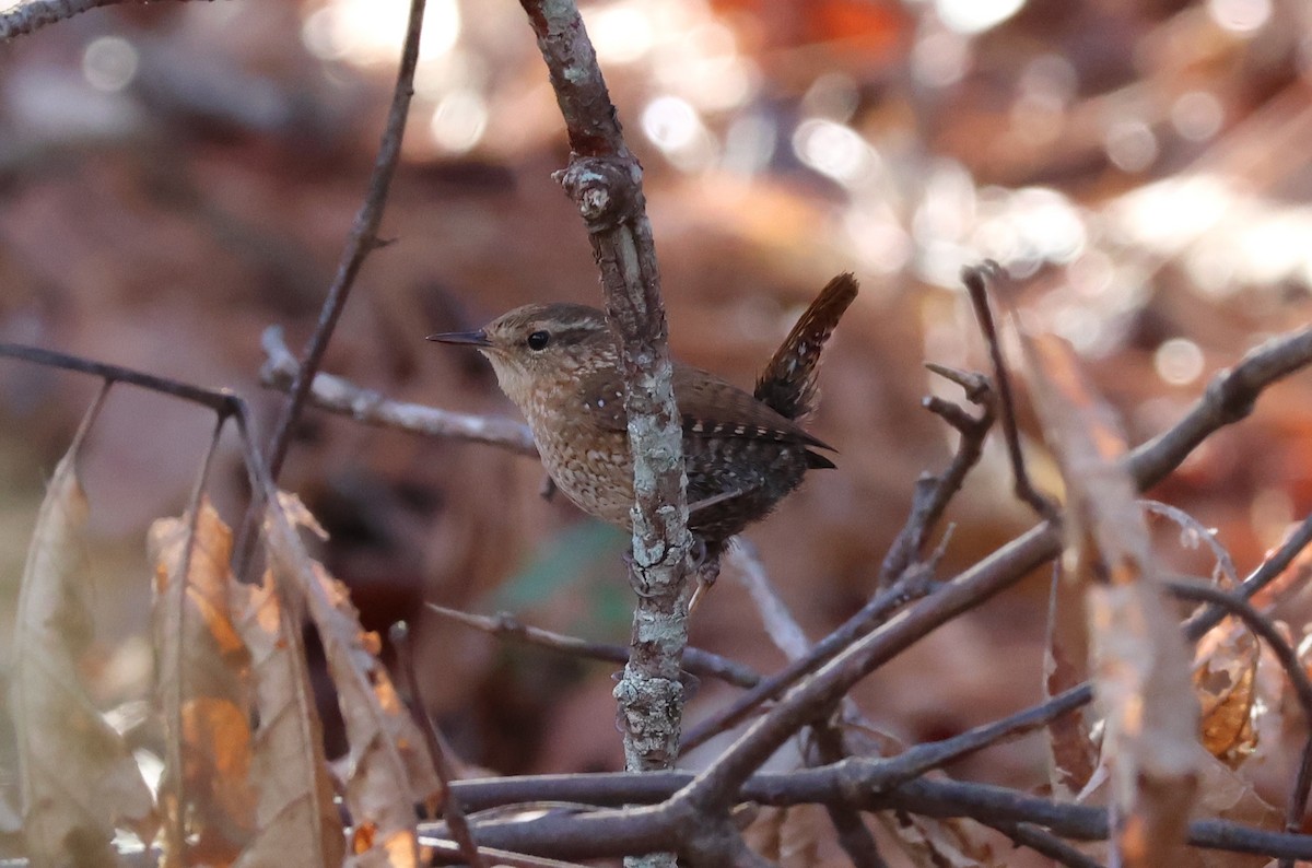 Winter Wren - ML630808255