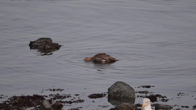 King Eider - ML630808340