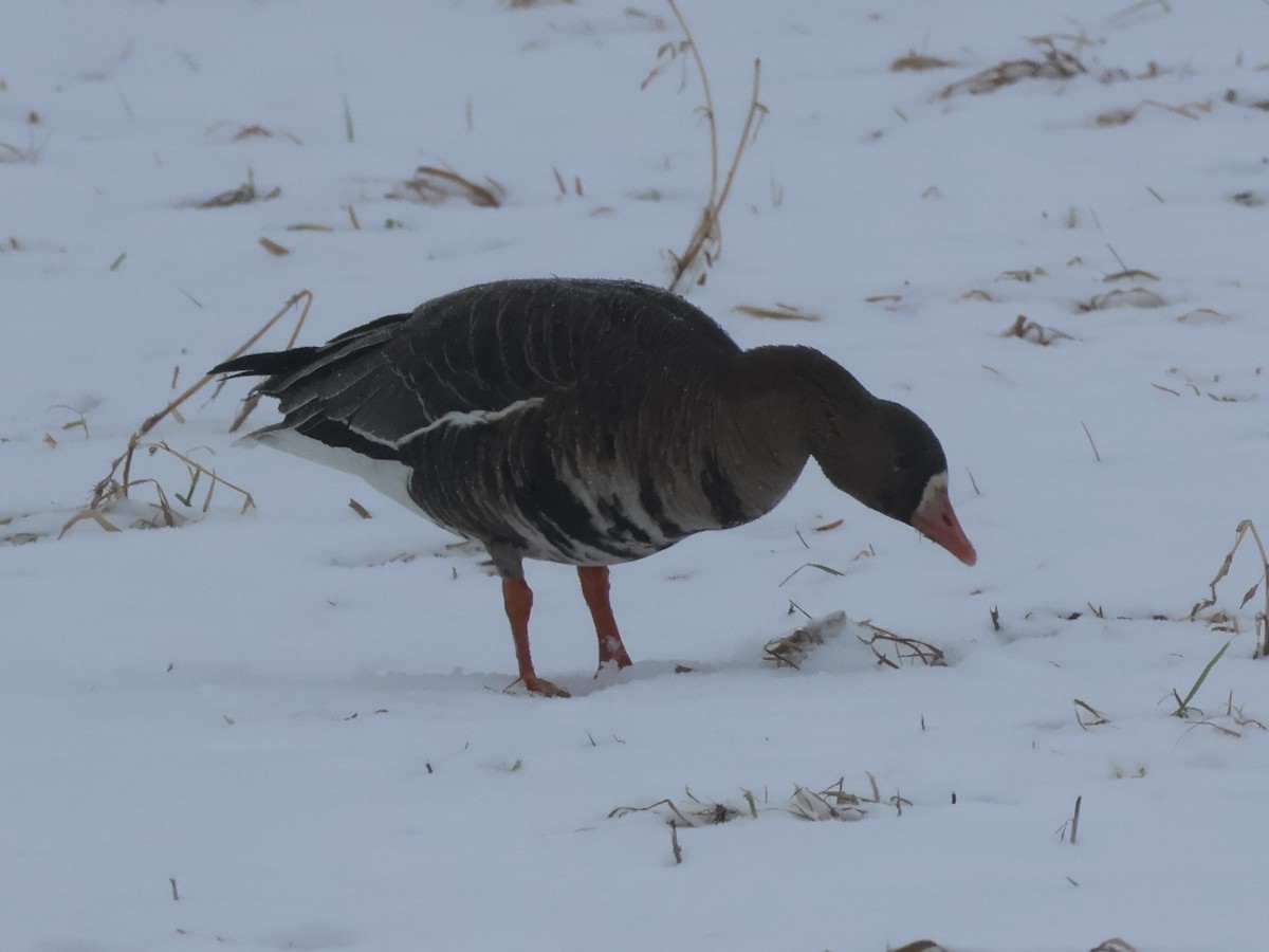 Greater White-fronted Goose - Nathan Stimson