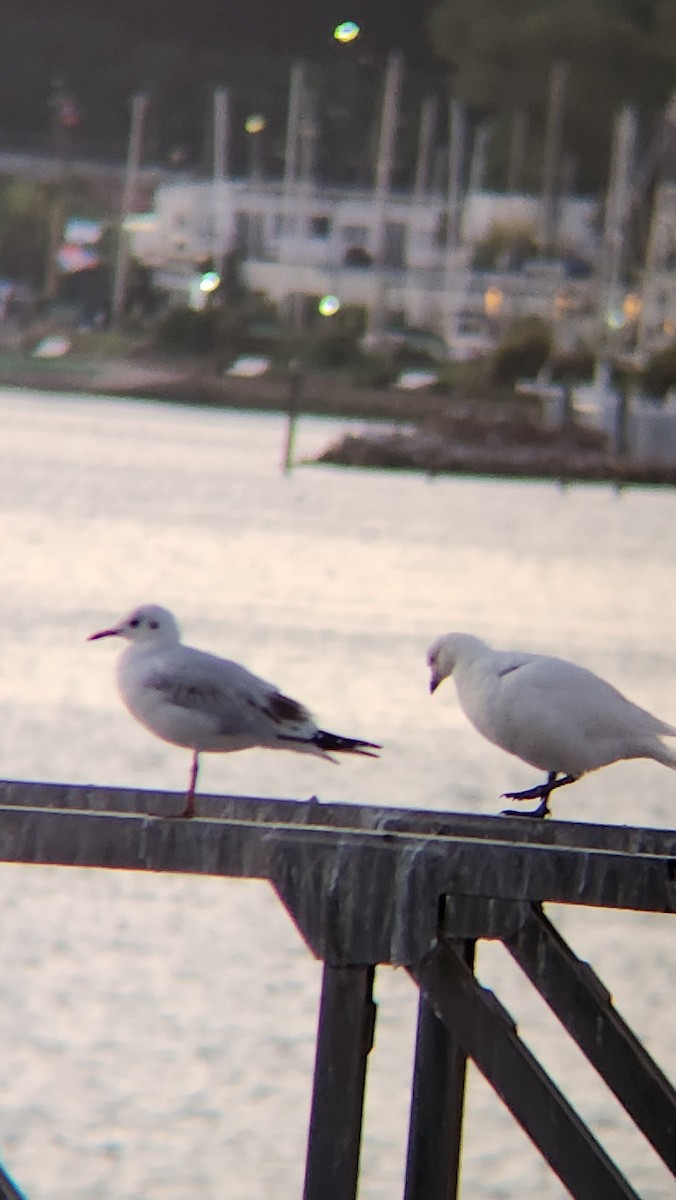 Snowy Sheathbill - ML630808417