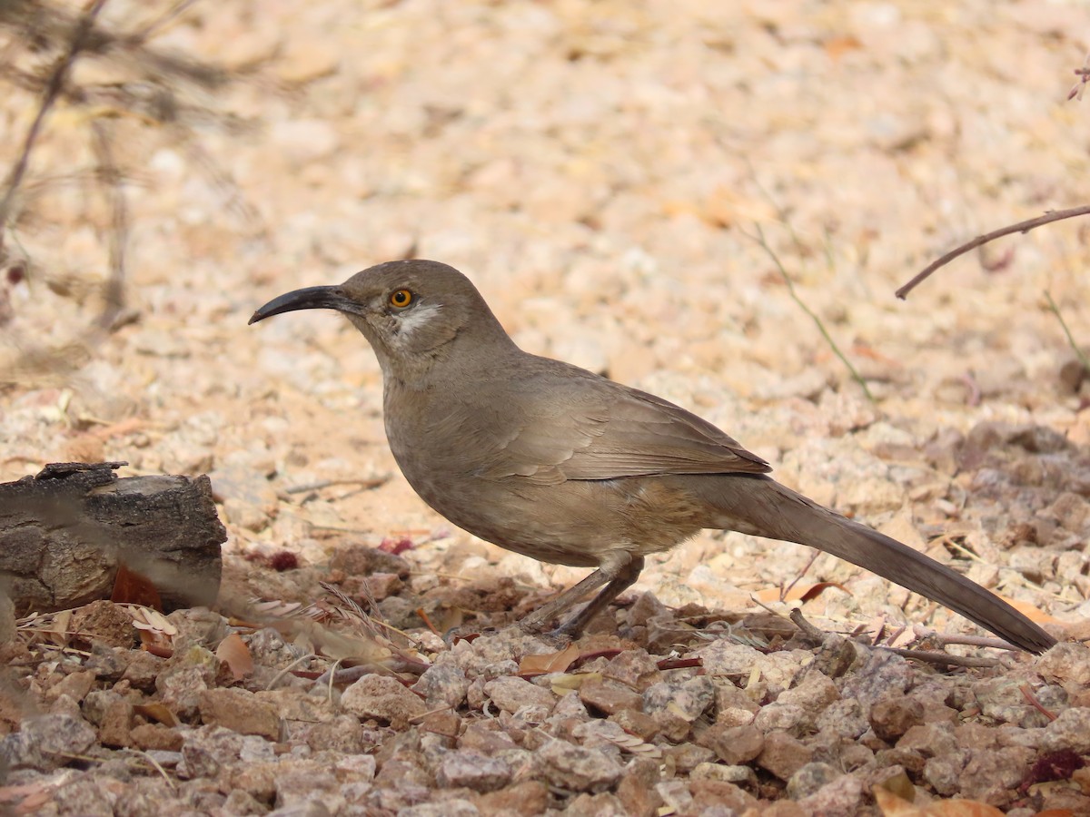 Curve-billed Thrasher - ML630808435