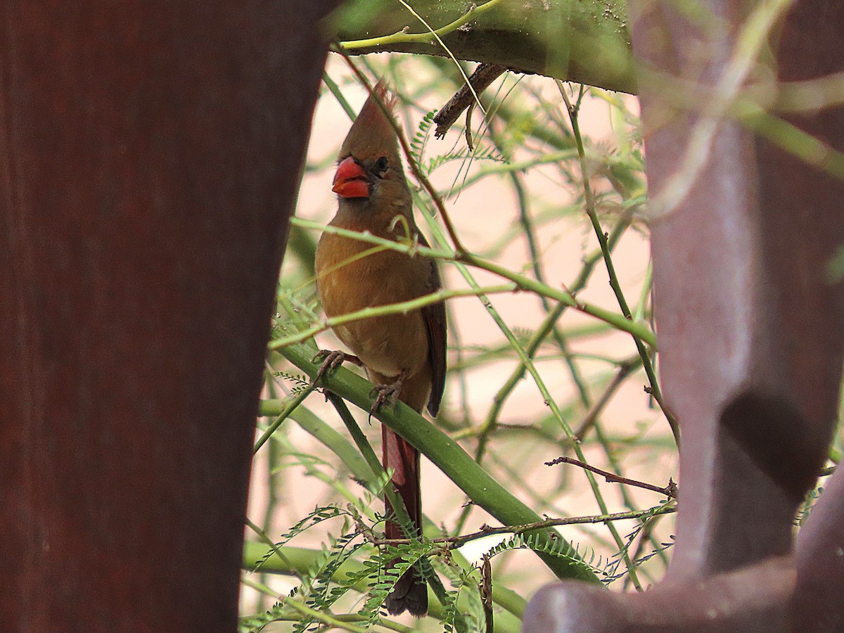 Northern Cardinal - ML630808448