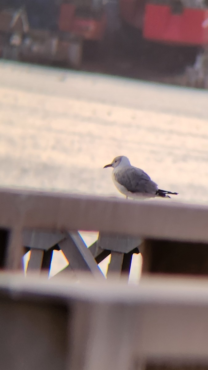 Gray-hooded Gull - ML630808485