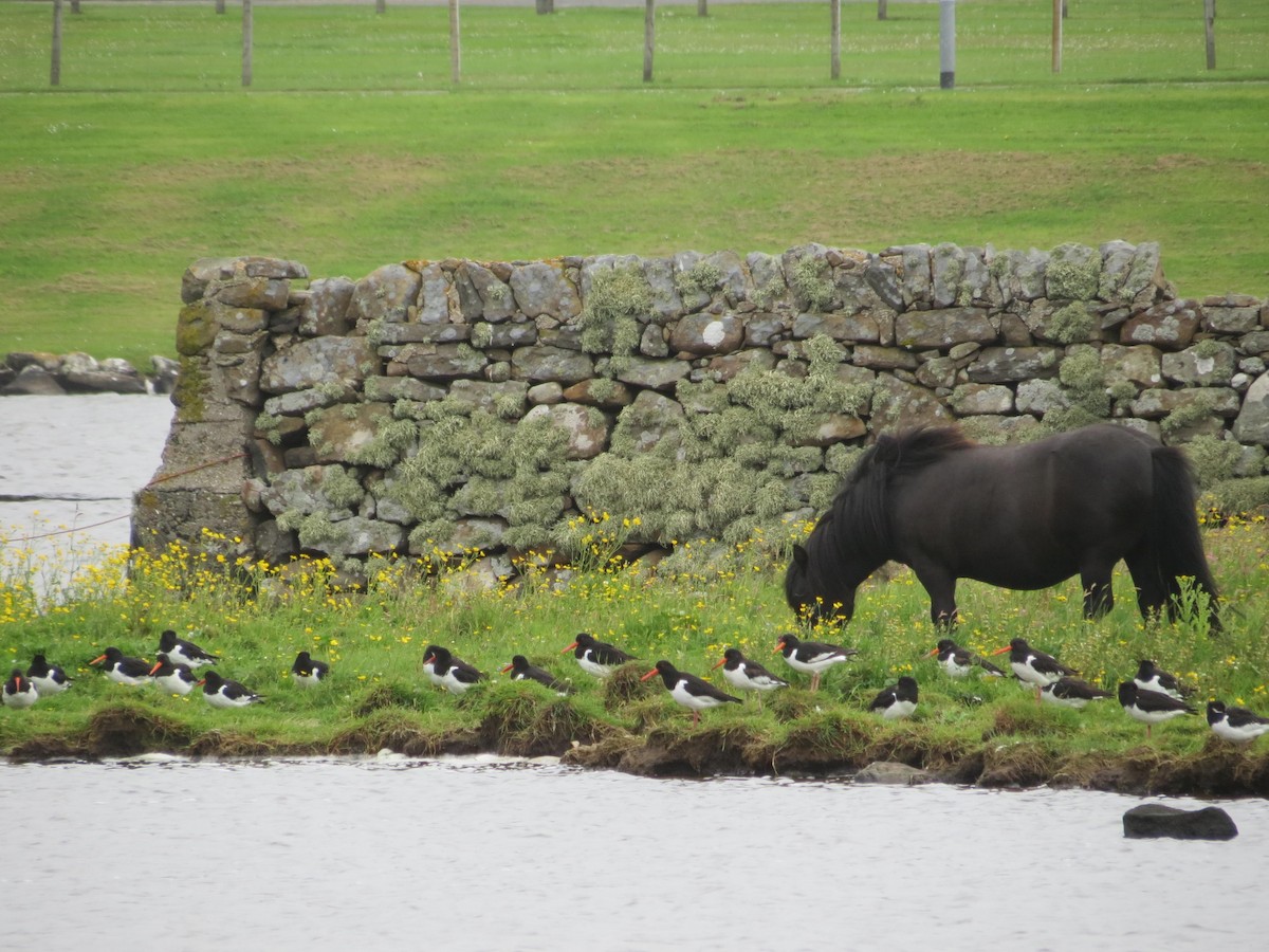 Eurasian Oystercatcher - ML630808551