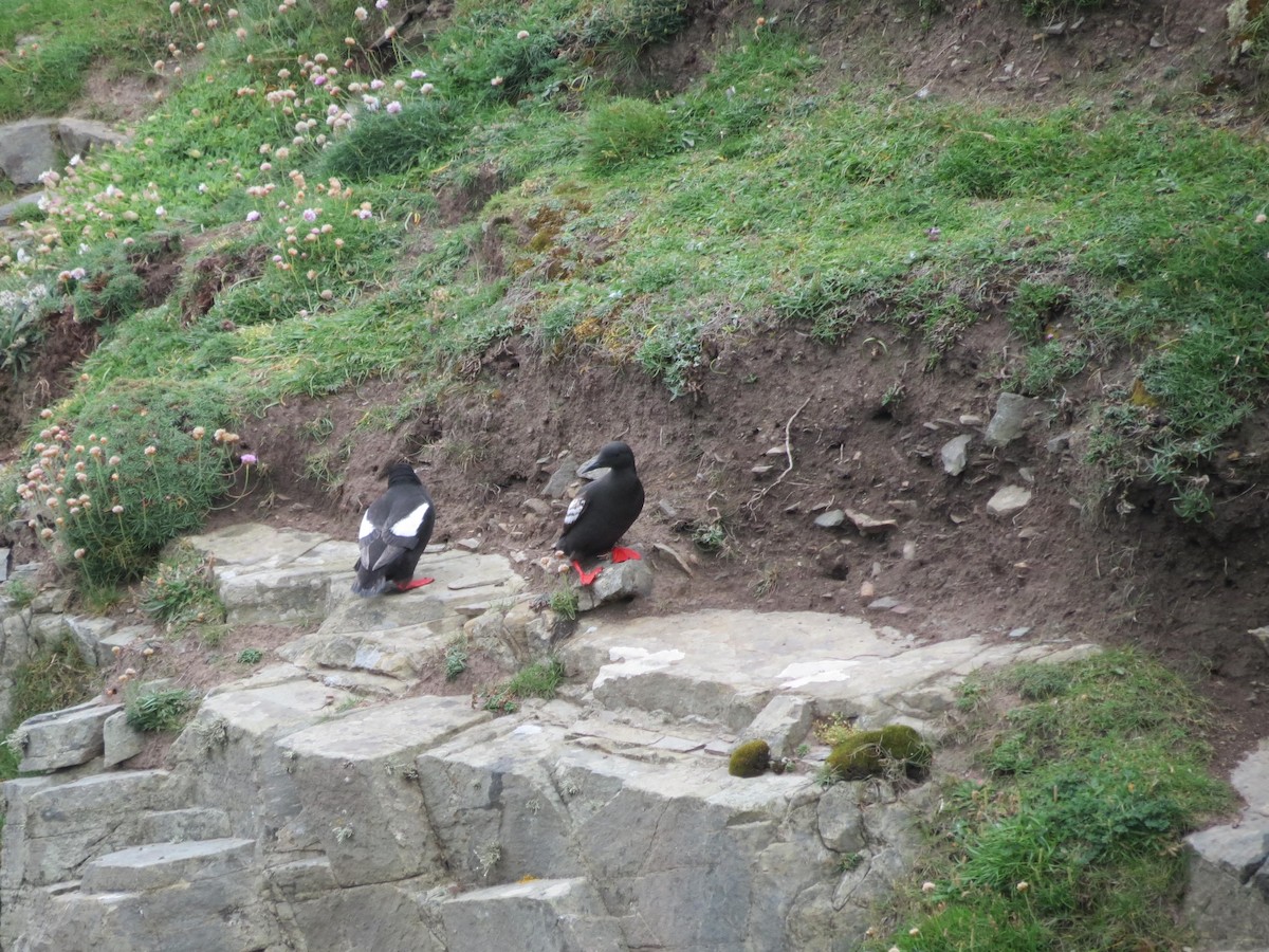 Black Guillemot - ML630808558