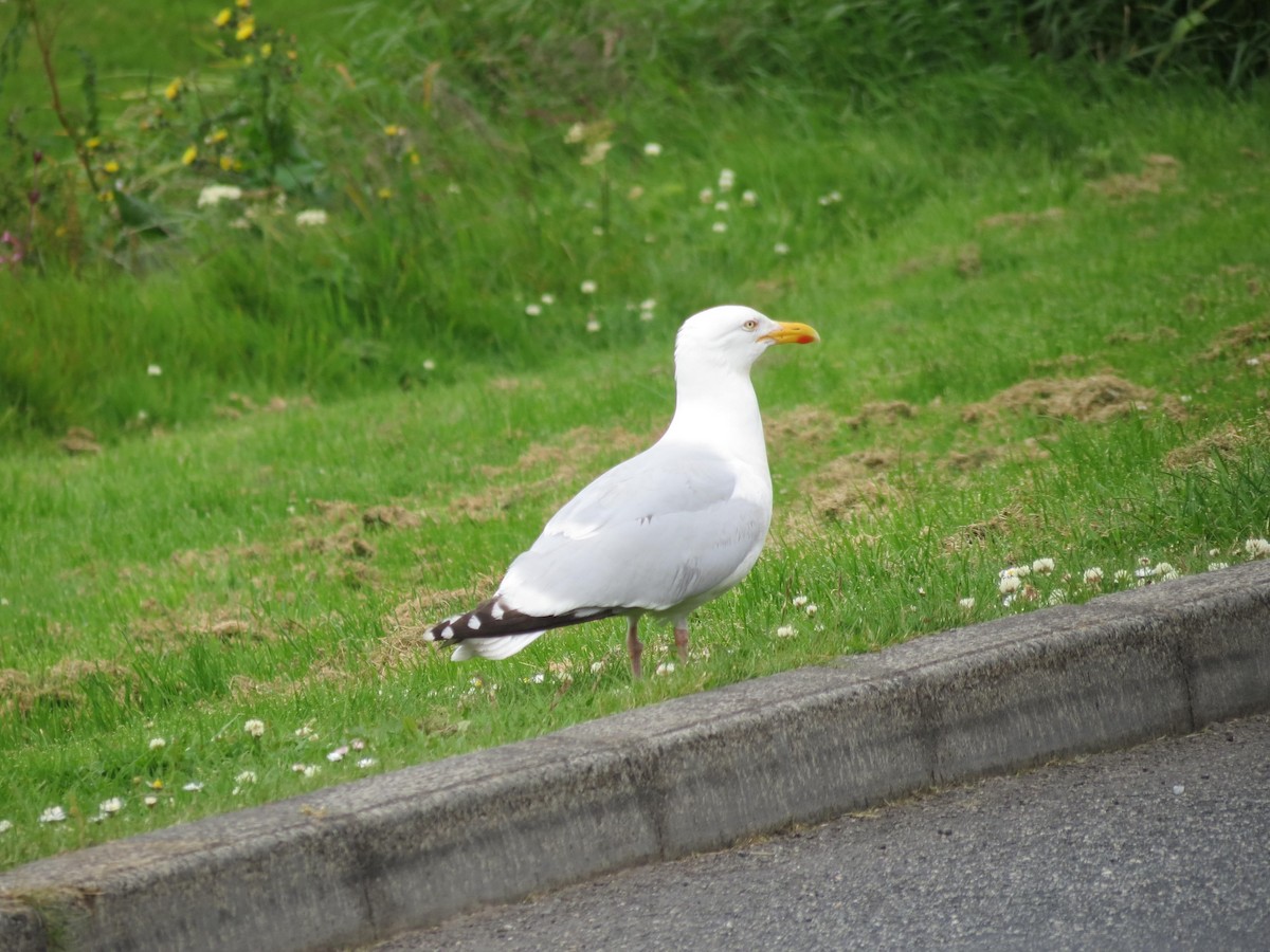 European Herring Gull - ML630808580