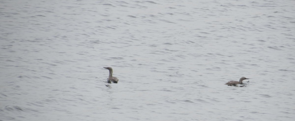 Red-throated Loon - ML630808604