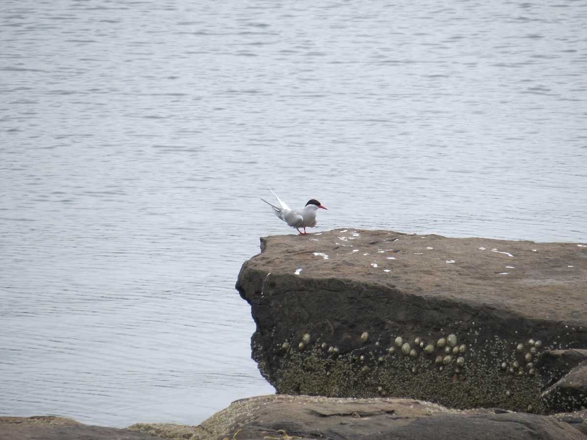 Arctic Tern - ML630808616