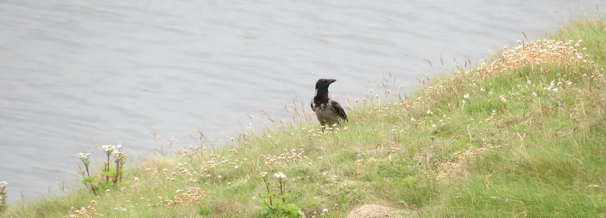 Hooded Crow - ML630808632