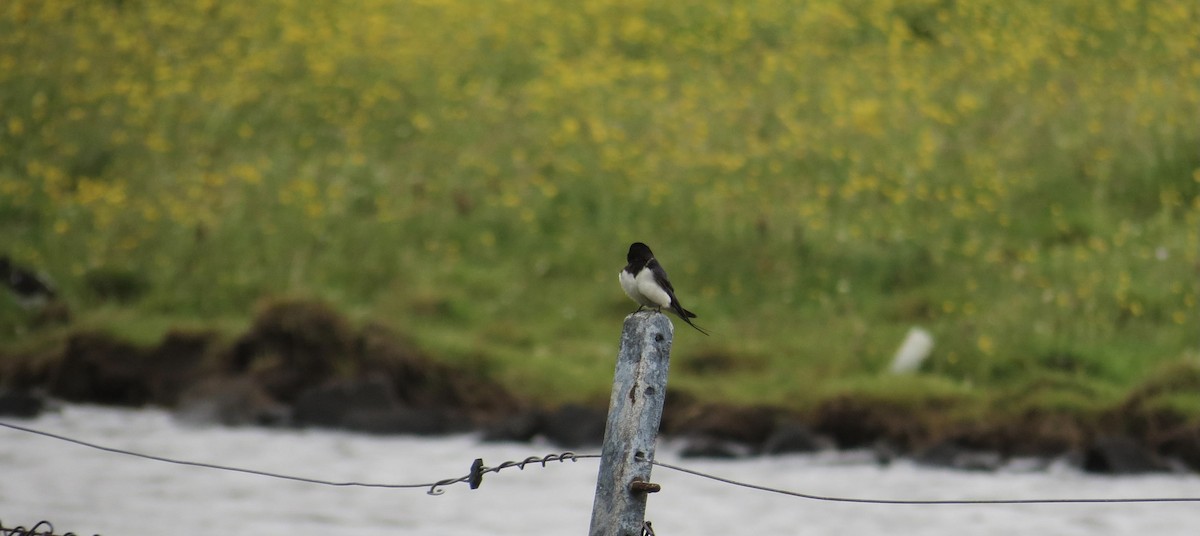 Western House-Martin - ML630808642