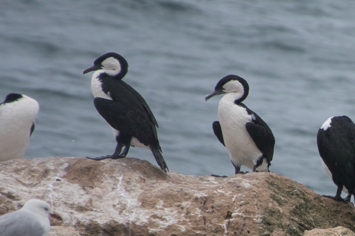 Black-faced Cormorant - ML630808848