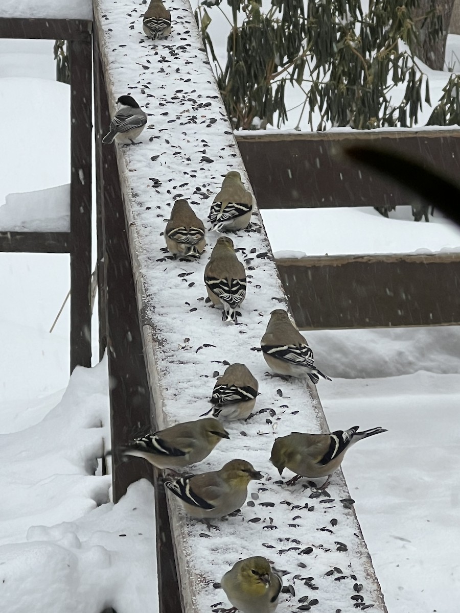 American Goldfinch - ML630808936