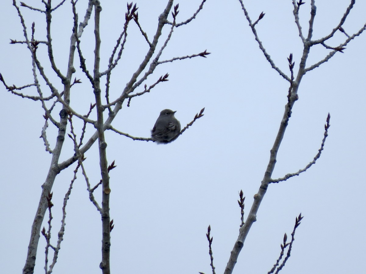 Townsend's Solitaire - ML630809089
