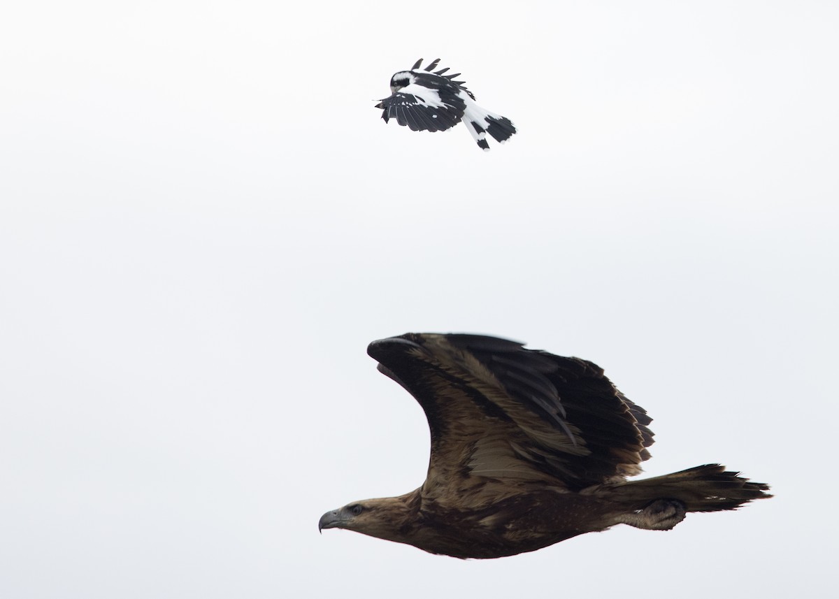 White-bellied Sea-Eagle - ML630809126