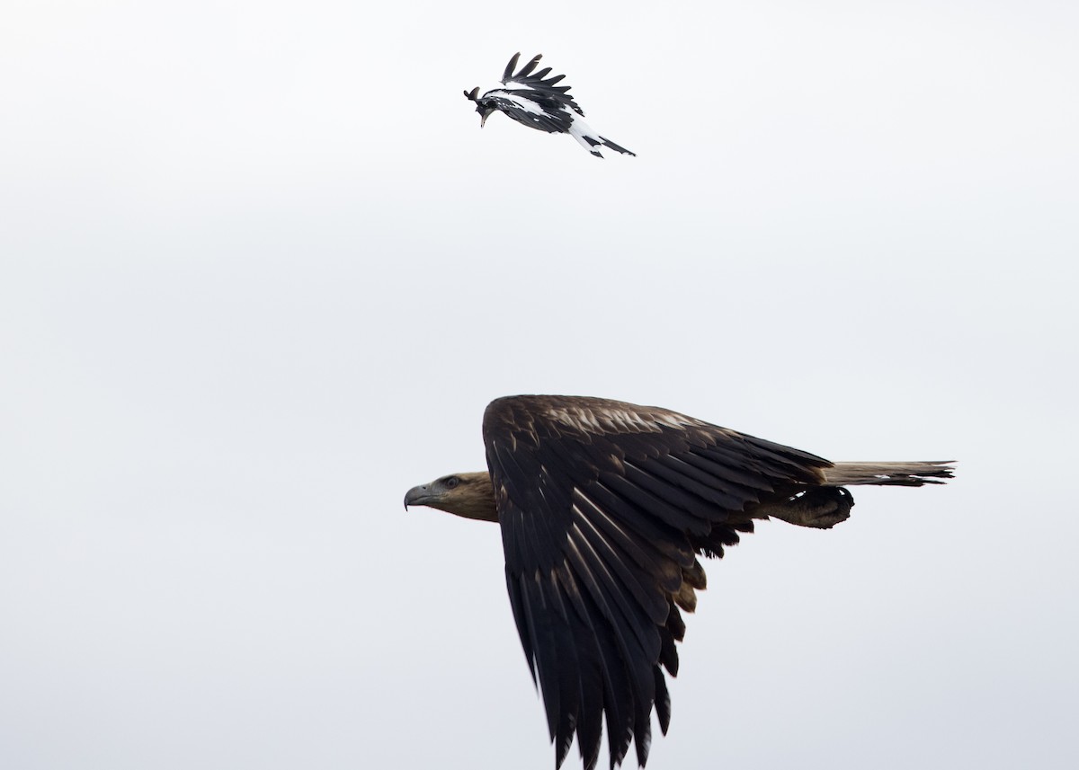 White-bellied Sea-Eagle - ML630809127