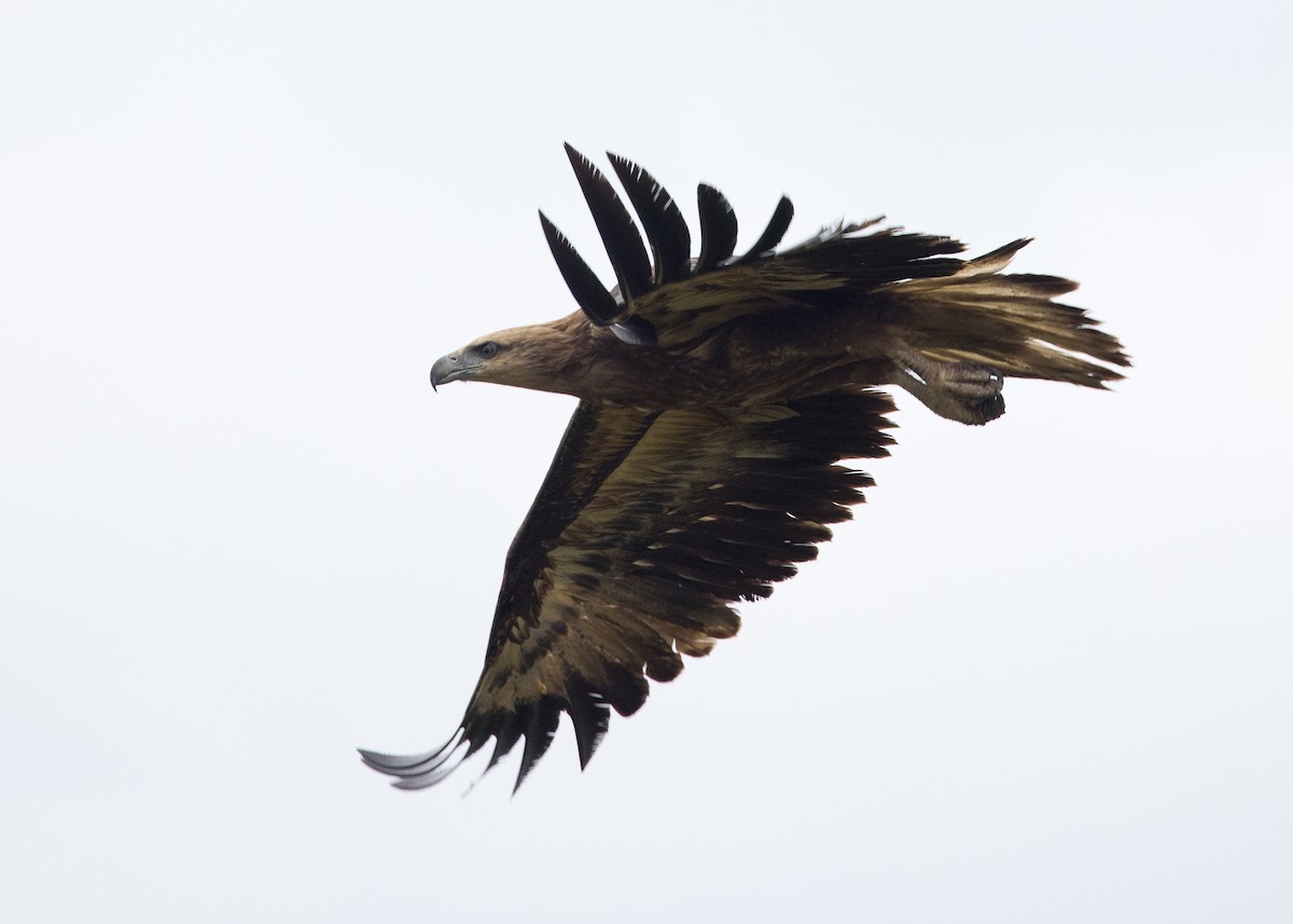 White-bellied Sea-Eagle - ML630809128