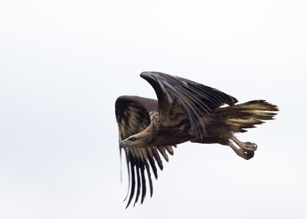 White-bellied Sea-Eagle - ML630809129