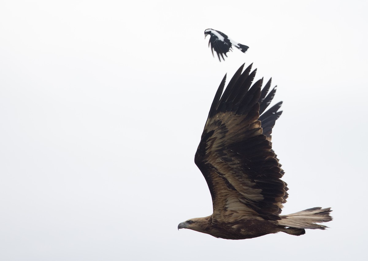 White-bellied Sea-Eagle - ML630809130
