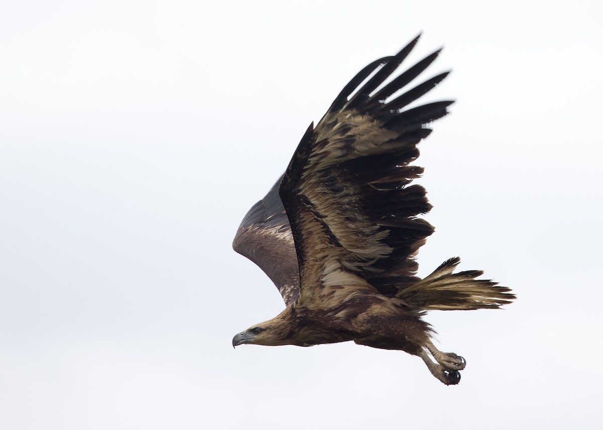White-bellied Sea-Eagle - ML630809131