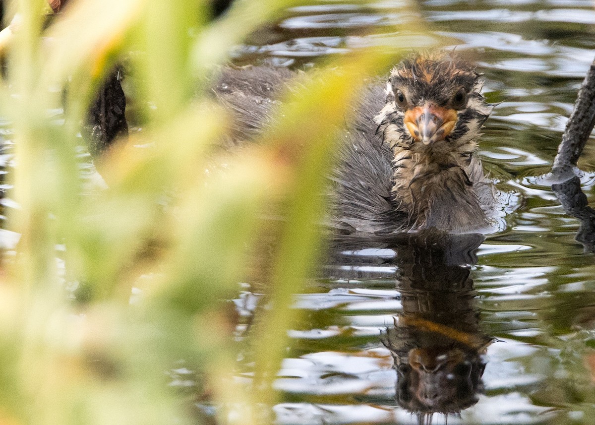 Australasian Grebe - ML630809157