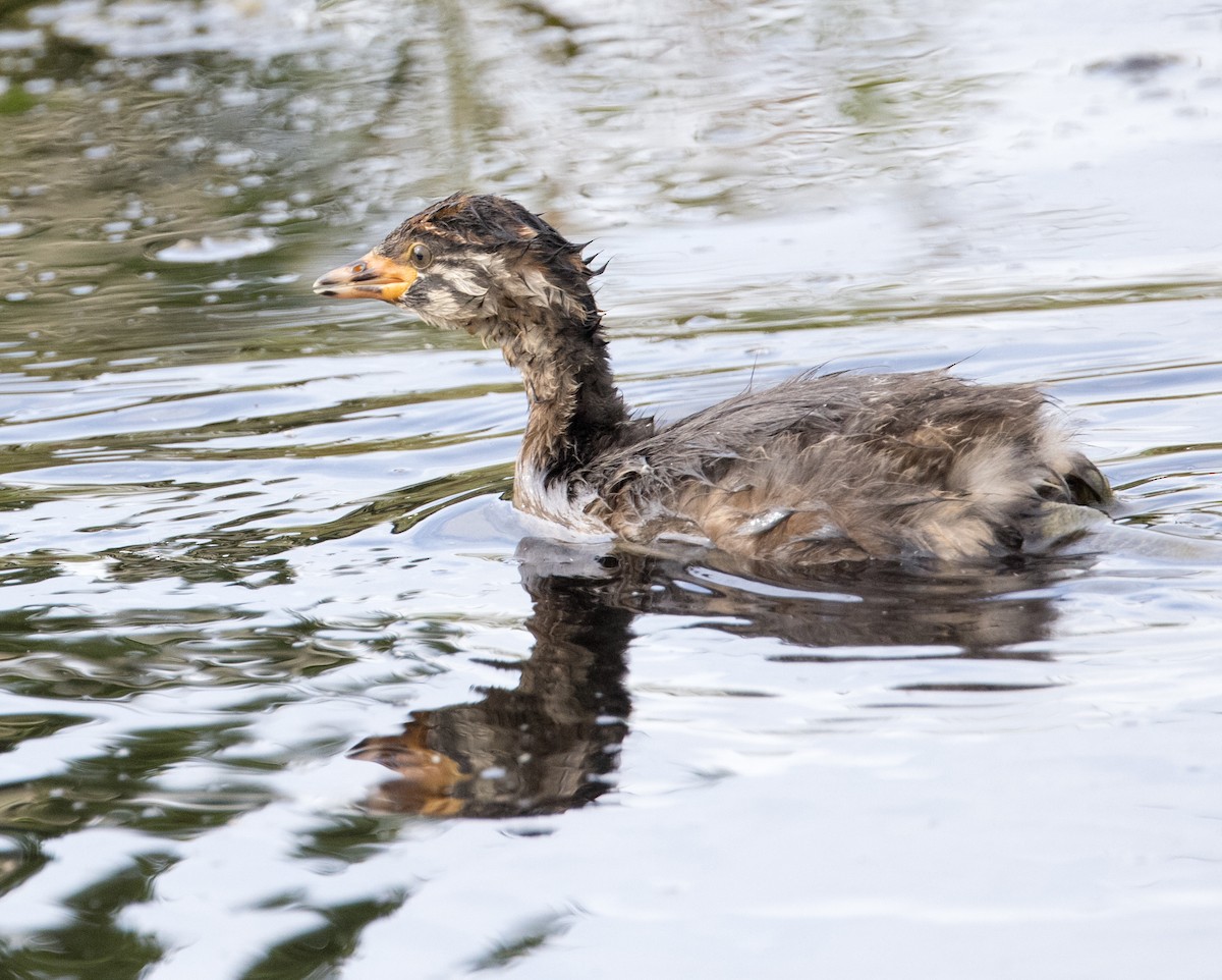 Australasian Grebe - ML630809158