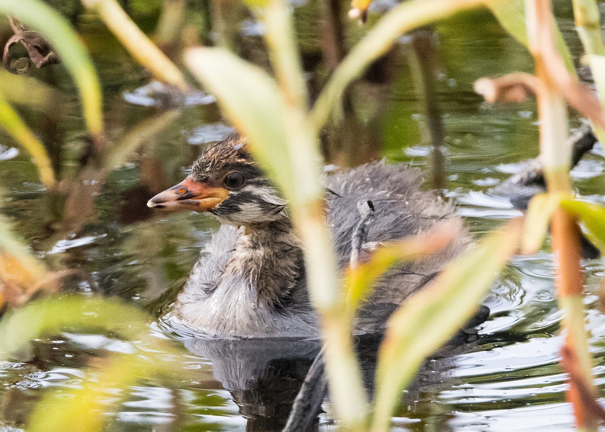Australasian Grebe - ML630809159