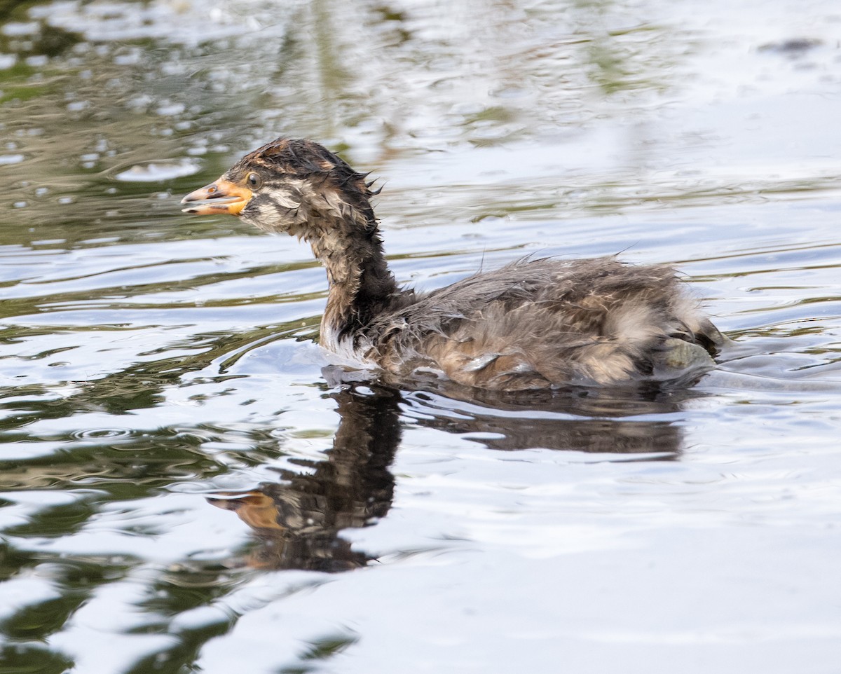 Australasian Grebe - ML630809160