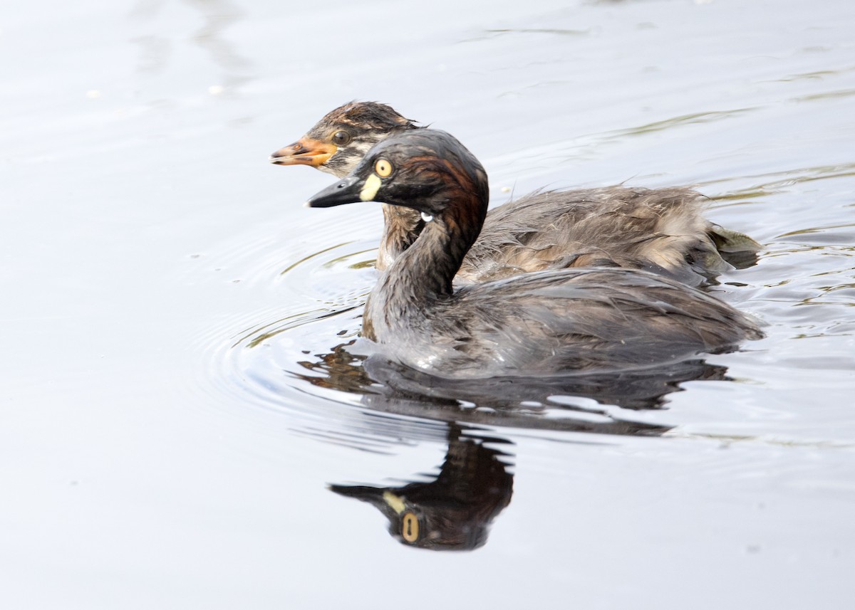 Australasian Grebe - ML630809161