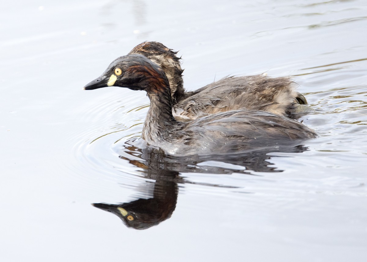 Australasian Grebe - ML630809162