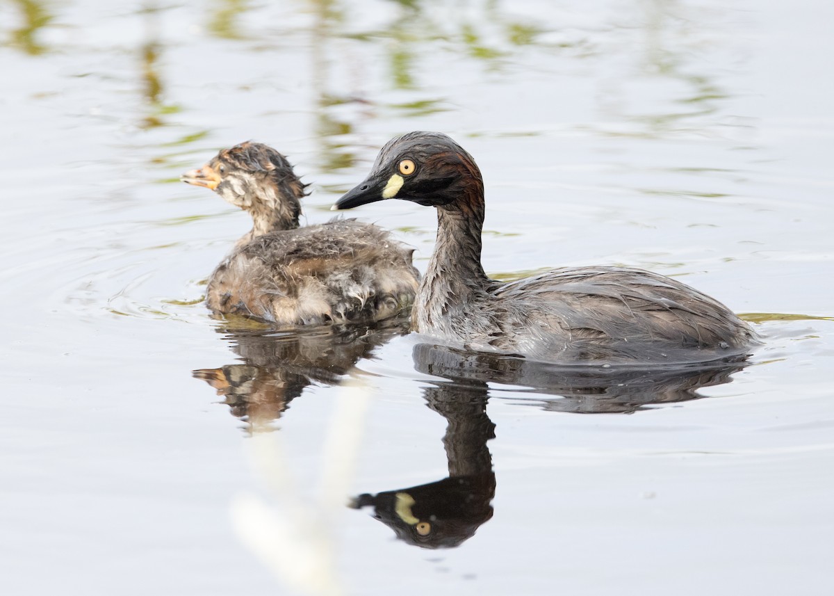 Australasian Grebe - ML630809164